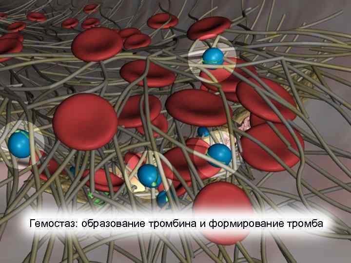 Гемостаз: образование тромбина и формирование тромба 