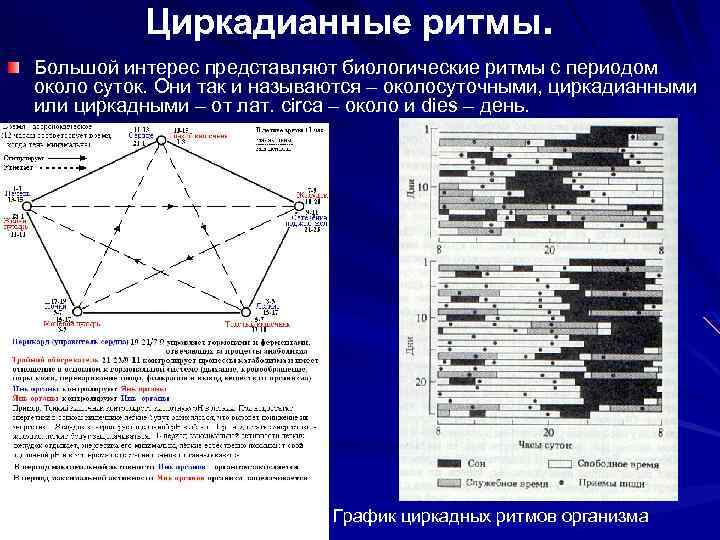 Циркадианные ритмы. Большой интерес представляют биологические ритмы с периодом около суток. Они так и