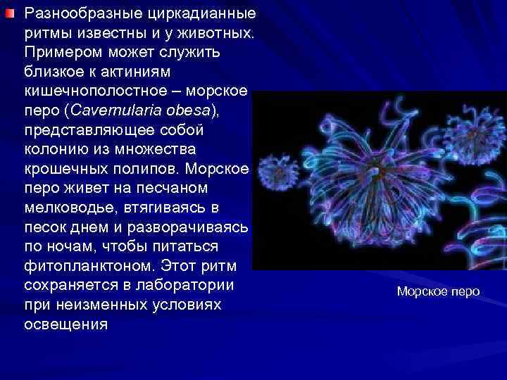 Разнообразные циркадианные ритмы известны и у животных. Примером может служить близкое к актиниям кишечнополостное