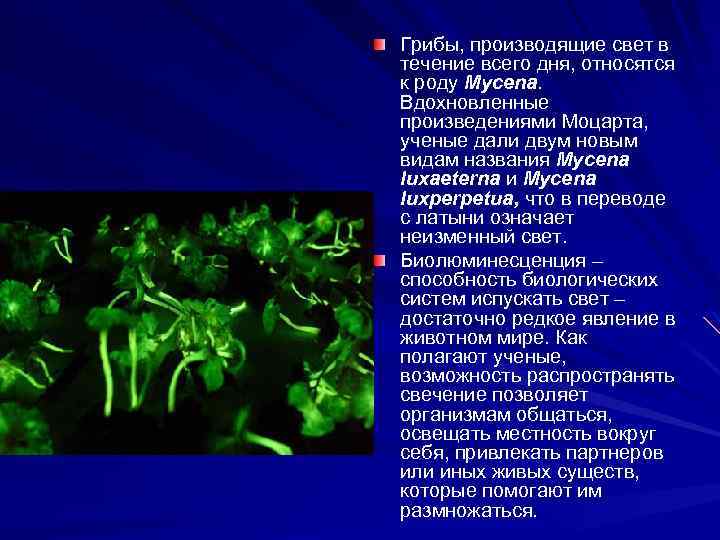 Грибы, производящие свет в течение всего дня, относятся к роду Mycena. Вдохновленные произведениями Моцарта,