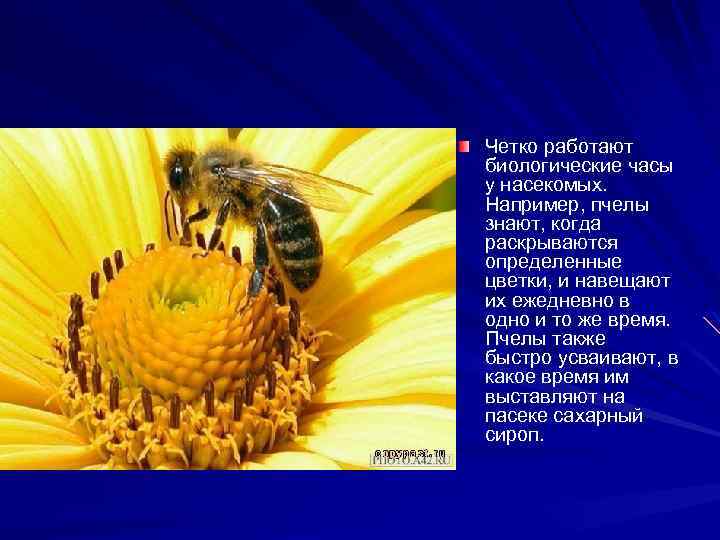 Четко работают биологические часы у насекомых. Например, пчелы знают, когда раскрываются определенные цветки, и