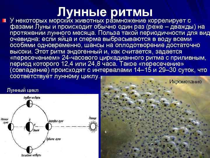 Лунные ритмы У некоторых морских животных размножение коррелирует с фазами Луны и происходит обычно