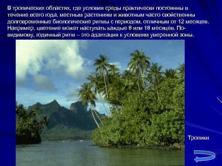 В тропических областях, где условия среды практически постоянны в течение всего года, местным растениям