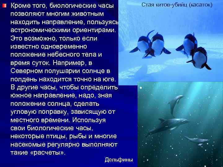 Кроме того, биологические часы позволяют многим животным находить направление, пользуясь астрономическими ориентирами. Это возможно,