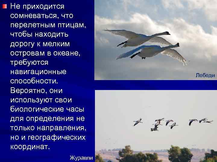 Не приходится сомневаться, что перелетным птицам, чтобы находить дорогу к мелким островам в океане,