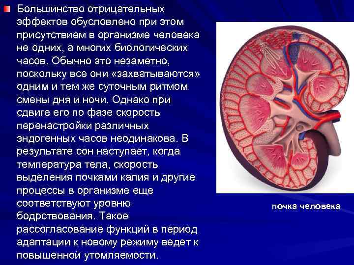 Большинство отрицательных эффектов обусловлено при этом присутствием в организме человека не одних, а многих