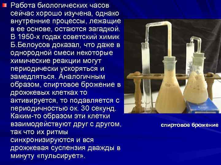 Работа биологических часов сейчас хорошо изучена, однако внутренние процессы, лежащие в ее основе, остаются