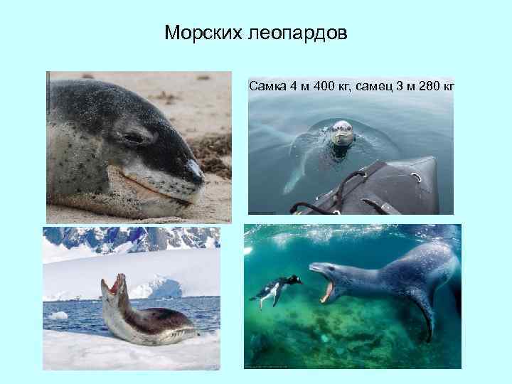 Морских леопардов Самка 4 м 400 кг, самец 3 м 280 кг 