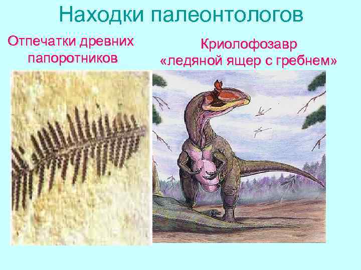 Находки палеонтологов Отпечатки древних папоротников Криолофозавр «ледяной ящер с гребнем» 