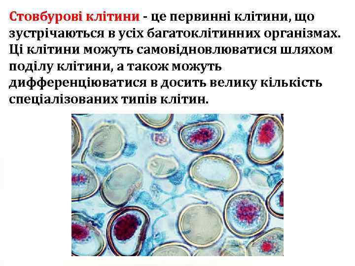 Стовбурові клітини - це первинні клітини, що Стовбурові клітини зустрічаються в усіх багатоклітинних організмах.