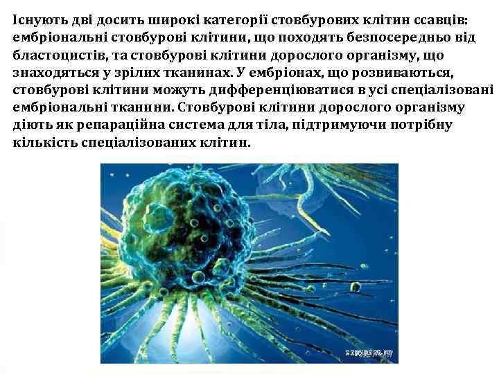 Існують дві досить широкі категорії стовбурових клітин ссавців: ембріональні стовбурові клітини, що походять безпосередньо