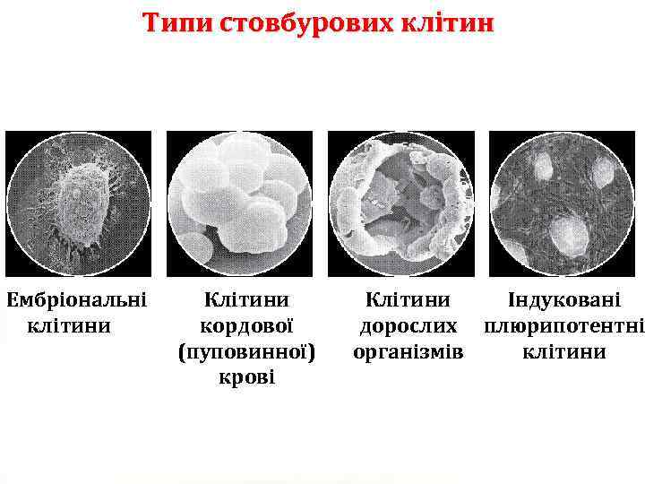 Типи стовбурових клітин Ембріональні клітини Клітини кордової (пуповинної) крові Клітини Індуковані дорослих плюрипотентні організмів