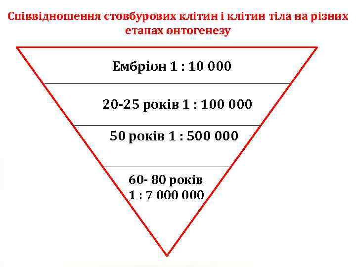 Співвідношення стовбурових клітин і клітин тіла на різних етапах онтогенезу Ембріон 1 : 10