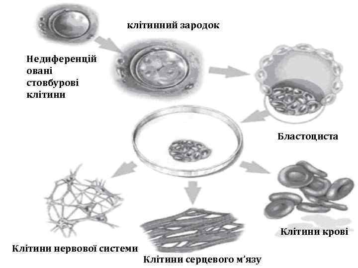 клітинний зародок Недиференцій овані стовбурові клітини Бластоциста Клітини крові Клітини нервової системи Клітини серцевого