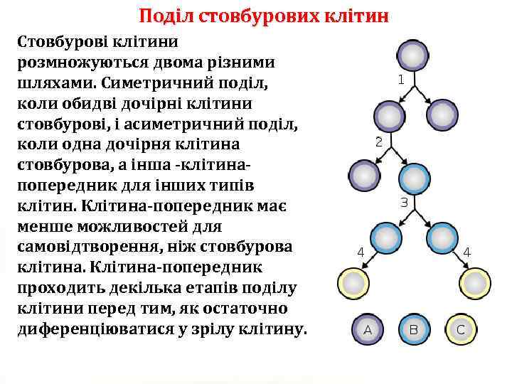 Поділ стовбурових клітин Стовбурові клітини розмножуються двома різними шляхами. Симетричний поділ, коли обидві дочірні