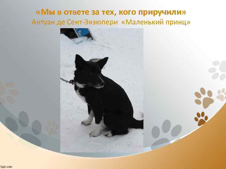  «Мы в ответе за тех, кого приручили» Антуан де Сент-Экзюпери «Маленький принц» 
