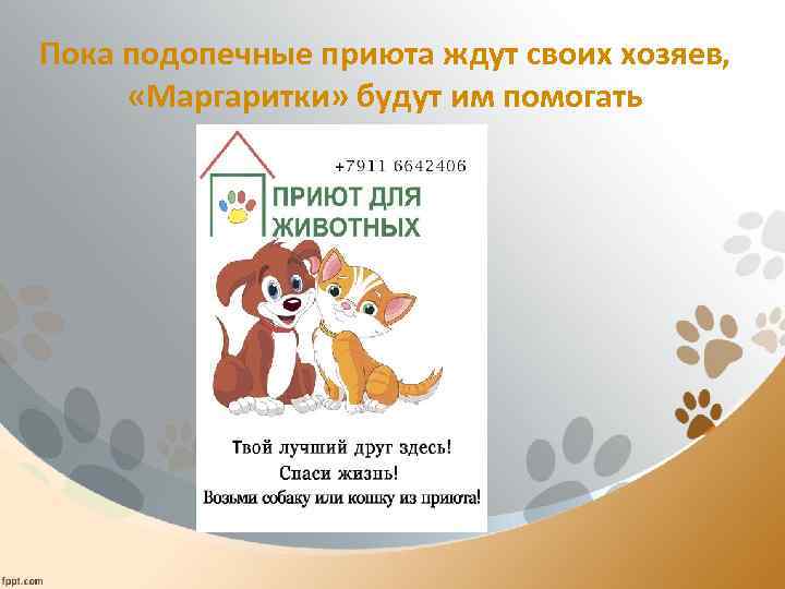 Пока подопечные приюта ждут своих хозяев, «Маргаритки» будут им помогать 