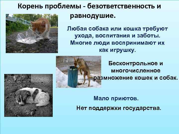 Корень проблемы - безответственность и равнодушие. Любая собака или кошка требуют ухода, воспитания и