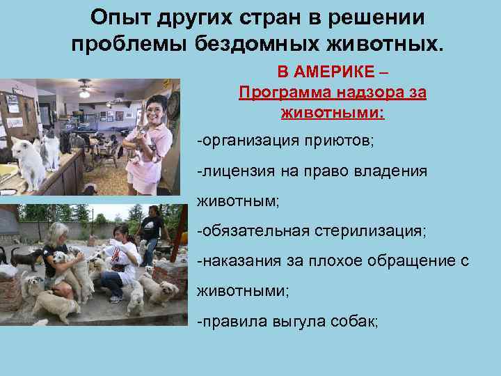 Опыт других стран в решении проблемы бездомных животных. В АМЕРИКЕ – Программа надзора за