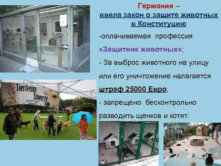 Германия – ввела закон о защите животных в Конституцию -оплачиваемая профессия «Защитник животных» ;
