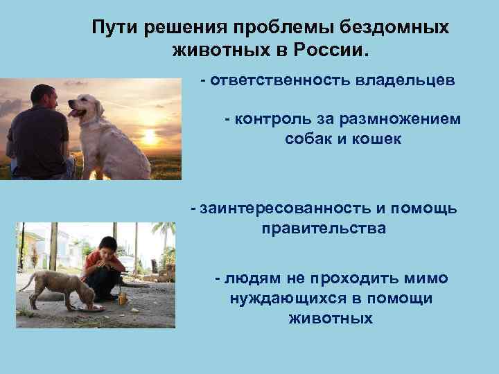 Пути решения проблемы бездомных животных в России. - ответственность владельцев - контроль за размножением