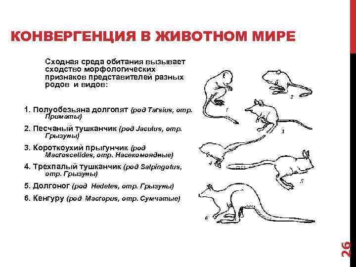 КОНВЕРГЕНЦИЯ В ЖИВОТНОМ МИРЕ Сходная среда обитания вызывает сходство морфологических признаков представителей разных родов