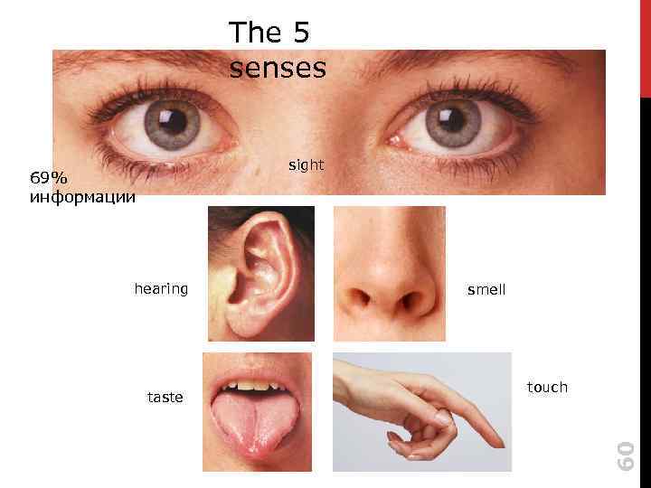 The 5 senses sight hearing taste smell touch 60 69% информации 