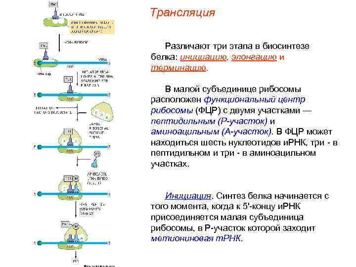 Этапов трансляции белка