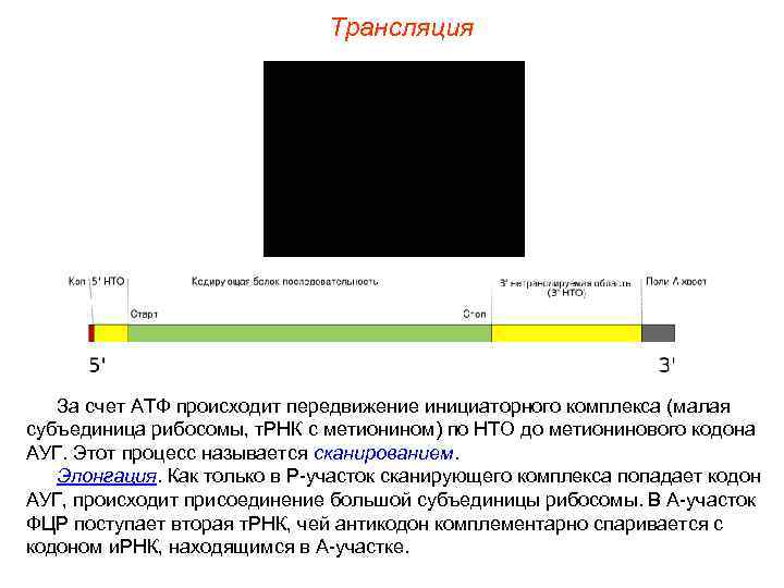 Трансляция За счет АТФ происходит передвижение инициаторного комплекса (малая субъединица рибосомы, т. РНК с