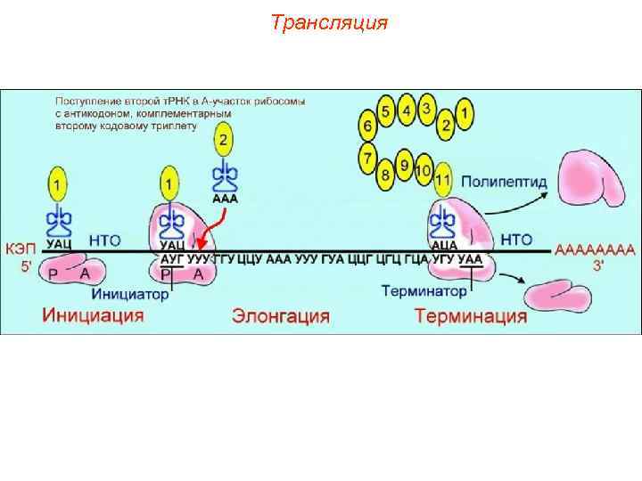 Трансляция 