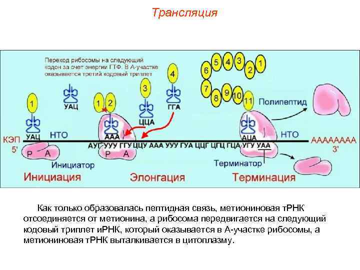Трансляция Как только образовалась пептидная связь, метиониновая т. РНК отсоединяется от метионина, а рибосома