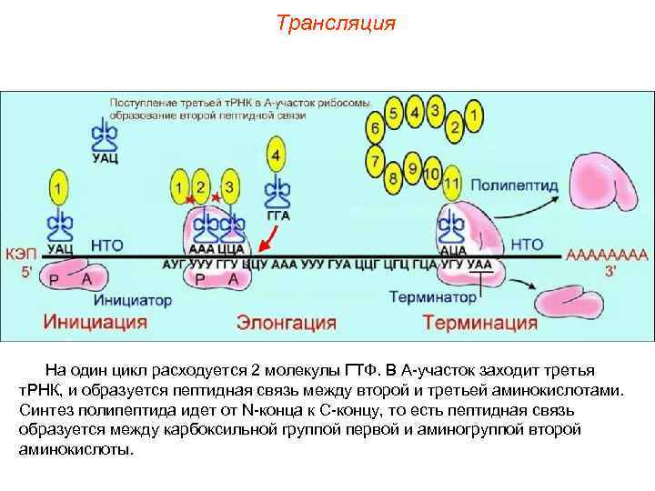 Трансляция На один цикл расходуется 2 молекулы ГТФ. В А-участок заходит третья т. РНК,