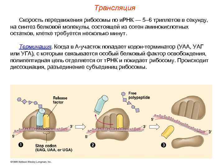 Трансляция Скорость передвижения рибосомы по и. РНК — 5– 6 триплетов в секунду, на