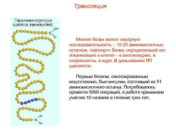 Трансляция Многие белки имеют лидерную последовательность – 15 -25 аминокислотных остатков, «паспорт» белка, определяющий