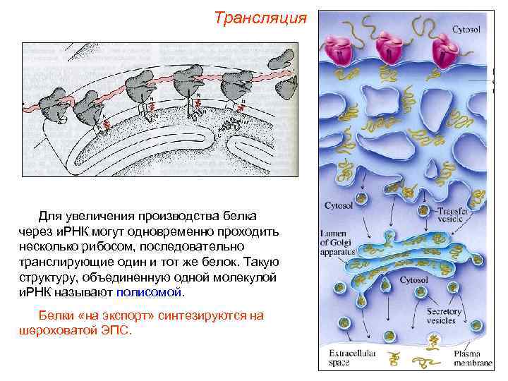 Трансляция Для увеличения производства белка через и. РНК могут одновременно проходить несколько рибосом, последовательно