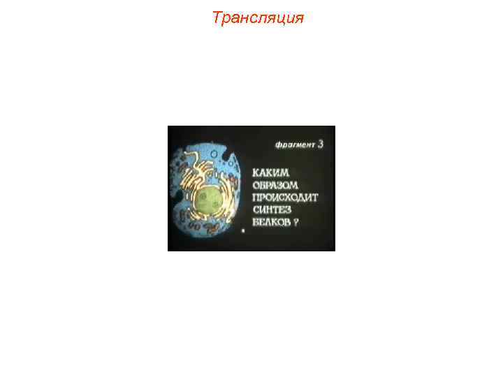 Трансляция 