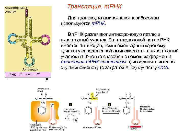 Трансляция. т. РНК Для транспорта аминокислот к рибосомам используются т. РНК. В т. РНК