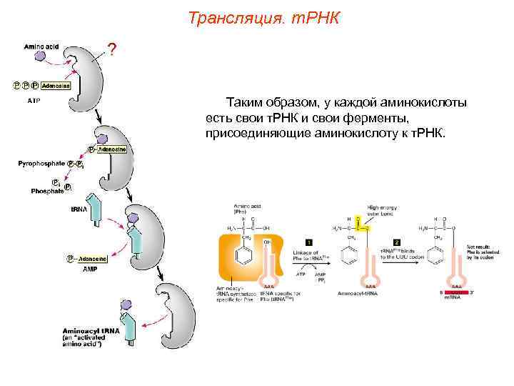 Трансляция. т. РНК Таким образом, у каждой аминокислоты есть свои т. РНК и свои