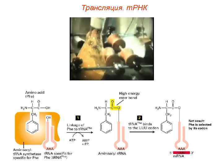 Трансляция. т. РНК 