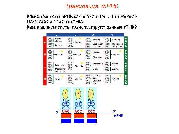 Трансляция. т. РНК Какие триплеты и. РНК комплементарны антикодонам UAC, ACC и CCC на