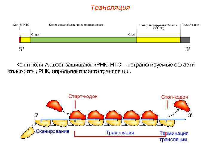 Трансляция Кэп и поли-А хвост защищают и. РНК; НТО – нетранслируемые области «паспорт» и.