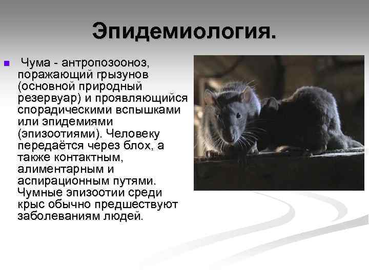 Эпидемиология. n Чума - антропозооноз, поражающий грызунов (основной природный резервуар) и проявляющийся спорадическими вспышками