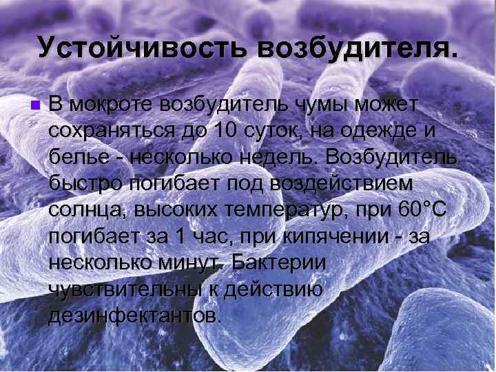 Устойчивость возбудителя. n В мокроте возбудитель чумы может сохраняться до 10 суток, на одежде