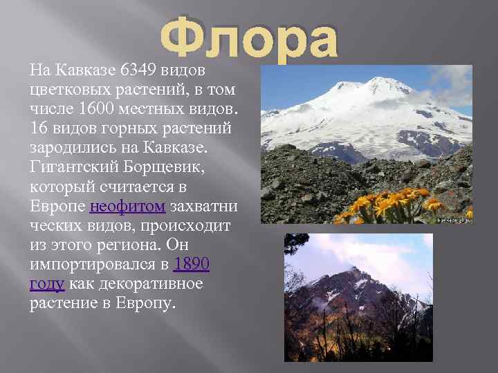 Флора На Кавказе 6349 видов цветковых растений, в том числе 1600 местных видов. 16