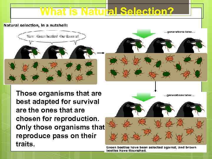 What is Natural Selection? Those organisms that are best adapted for survival are the