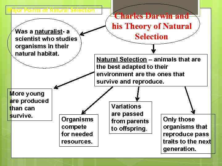 Major Points of Natural Selection Was a naturalist- a scientist who studies organisms in