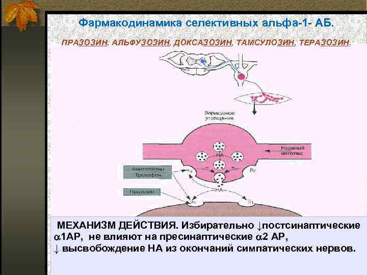 Фармакодинамика селективных альфа 1 АБ. ПРАЗОЗИН. АЛЬФУЗОЗИН, ДОКСАЗОЗИН, ТАМСУЛОЗИН, ТЕРАЗОЗИН. МЕХАНИЗМ ДЕЙСТВИЯ. Избирательно ↓постсинаптические