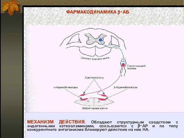 ФАРМАКОДИНАМИКА ‑АБ МЕХАНИЗМ ДЕЙСТВИЯ. Обладают структурным сходством с эндогенными катехоламинами, связываются с ‑АР и