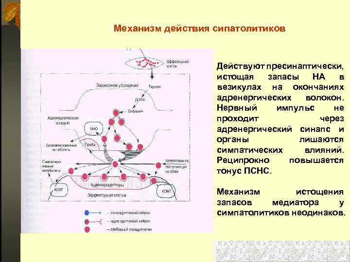  Механизм действия сипатолитиков Действуют пресинаптически, истощая запасы НА в везикулах на окончаниях адренергических