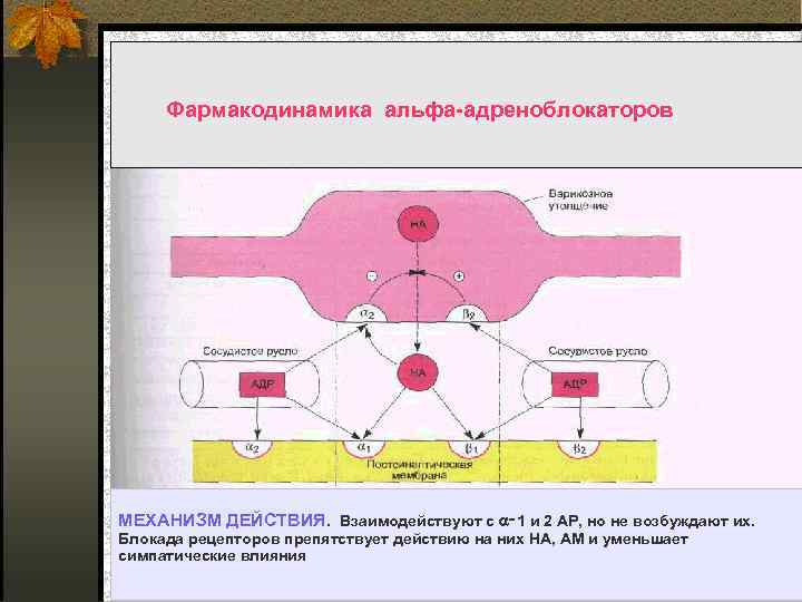 Фармакодинамика альфа адреноблокаторов МЕХАНИЗМ ДЕЙСТВИЯ. Взаимодействуют с ‑ 1 и 2 АР, но не